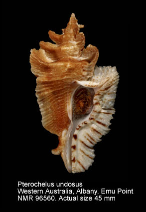 Pterochelus undosus.jpg - Pterochelus undosus (Vokes,1993)